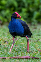Purple Swamphen