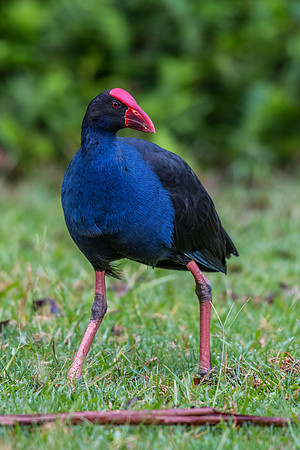 Purple Swamphen