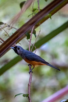 Black-faced Monarch