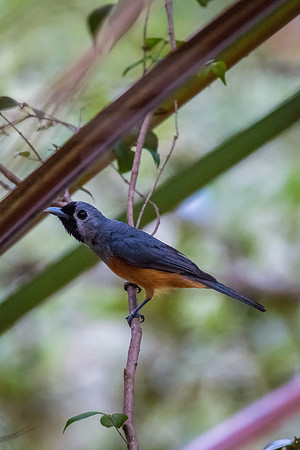 Black-faced Monarch