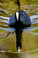 Eurasian Coot