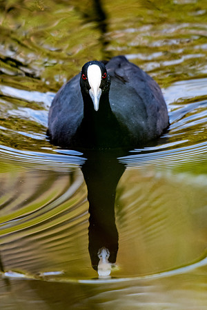 Eurasian Coot