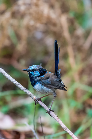 Superb Fairy-wren