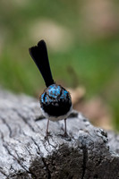 Superb Fairy-wren