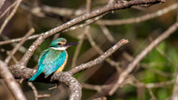 Sacred Kingfisher
