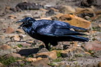 Australian Raven