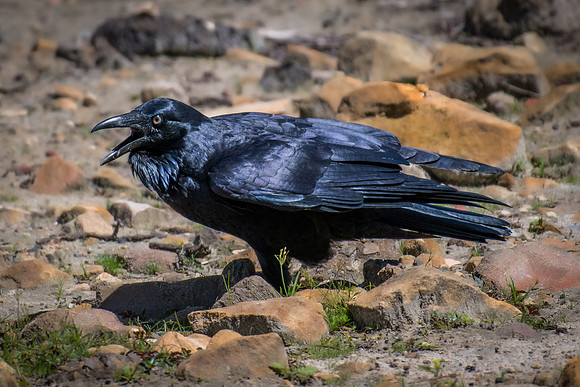 Australian Raven