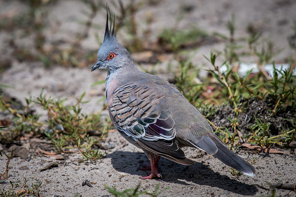 Crested Pigeon