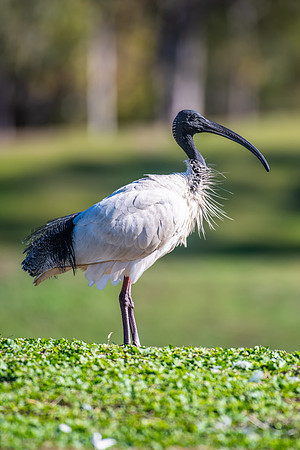 Australian White Ibis
