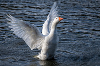 Greylag Goose