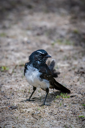 Willie-wagtail