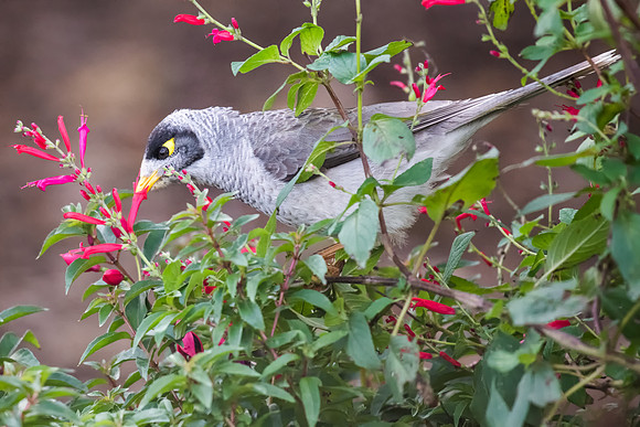 Noisy Miner