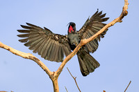 Palm Cockatoo