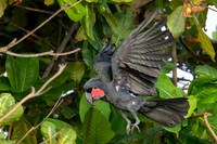 Palm Cockatoo