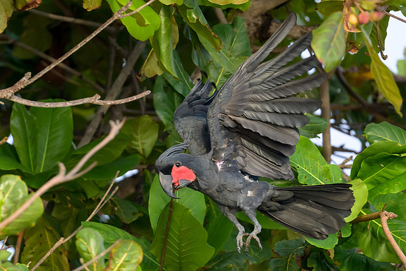 Palm Cockatoo