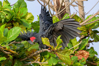 Palm Cockatoo