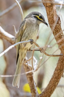 Yellow-faced Honeyeater
