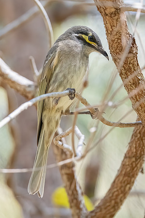 Yellow-faced Honeyeater