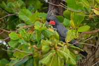 Palm Cockatoo