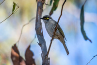 Yellow-faced Honeyeater
