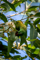 Scaly-breasted Lorikeet