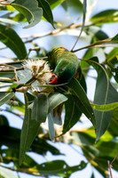 Scaly-breasted Lorikeet