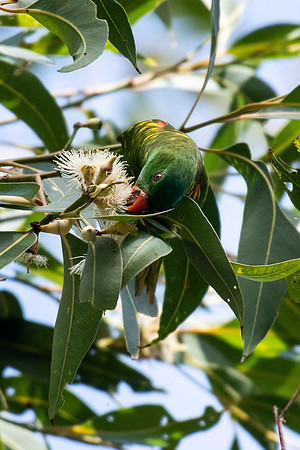 Scaly-breasted Lorikeet