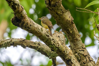 Yellow-legged Flycatcher