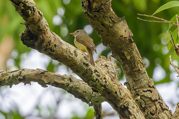 Yellow-legged Flycatcher