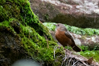 Rockwarbler