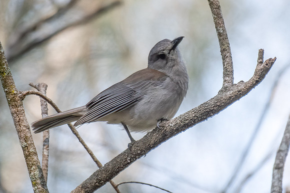 Grey Shrikethrush