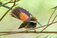 Rufous Fantail