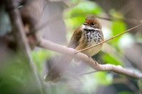Rufous Fantail