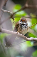 Rufous Fantail