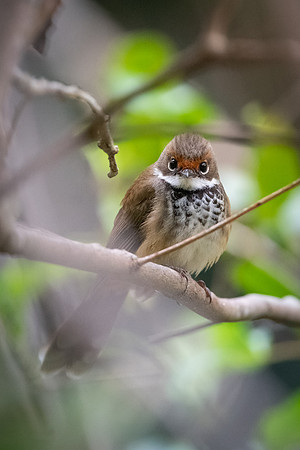 Rufous Fantail