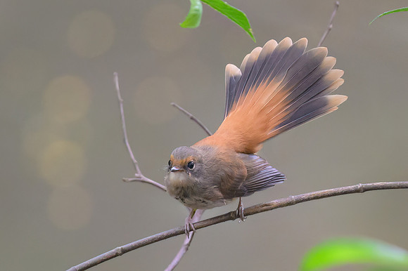 Rufous Fantail