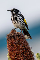 New Holland Honeyeater