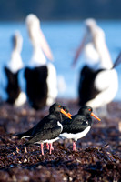 Pied Oystercatcher