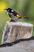 New Holland Honeyeater