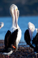 Australian Pelican