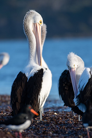 Australian Pelican