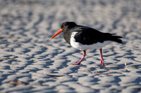 Pied Oystercatcher