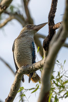 Blue-winged Kookaburra