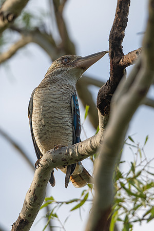 Blue-winged Kookaburra