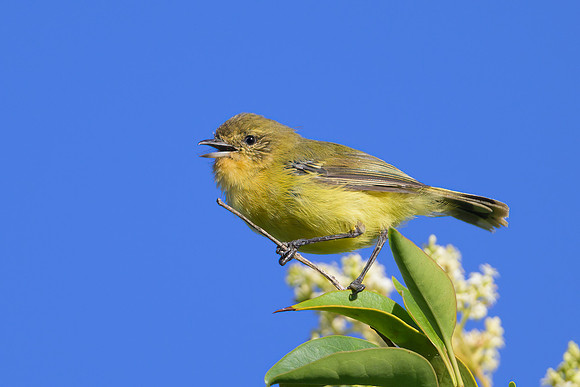 Yellow Thornbill