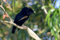 Satin Bowerbird