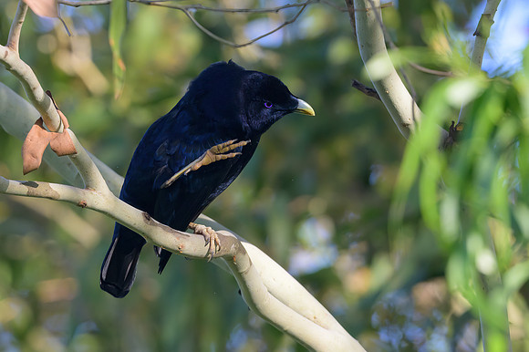 Satin Bowerbird