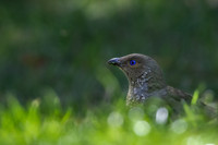 Satin Bowerbird