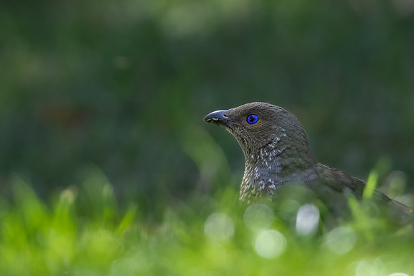 Satin Bowerbird