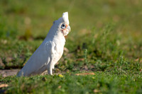 Long-billed Corella